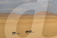 Wild horses, Aus, Namibia