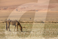 Wild horses, Aus, Namibia
