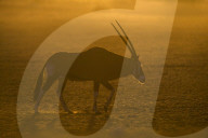 Gemsbok (Oryx gazella), Kgalagadi Transfrontier Park, South Africa,