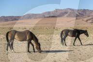 Wild horses, Aus, Namibia