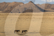 Wild horses, Aus, Namibia
