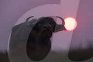Cape buffalo (Syncerus caffer) at sunset, Chobe National Park, Botswana, Africa