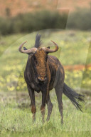 Common wildebeest (Connochaetes taurinus), Kgalagadi Transfrontier Park, South Africa