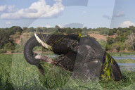 Elephant (Loxodonta africana) feeding in Chobe river, Chobe national park, Botswana