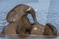 Elephant bulls (Loxodonta africana) playing in water, Zimanga private game reserve, KwaZulu-Natal, South Africa,