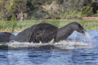 Elephant (Loxodonta africana) in Chobe river, Chobe national park, Botswana,