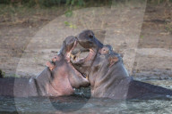 Hippos (Hippopotamus amphibius) playfighting, Chobe river, Botswana,