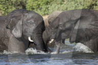 Elephants (Loxodonta africana) playfighting in Chobe river, Chobe national park, Botswana