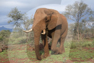 Elephant (Loxodonta africana) bull, Zimanga private game reserve, KwaZulu-Natal, South Africa