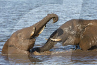 Elephant bulls (Loxodonta africana) playing in water, Zimanga private game reserve, KwaZulu-Natal, South Africa,