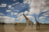Giraffes (Giraffa camelopardalis), Kgalagadi Transfrontier Park, South Africa