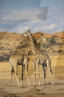 Giraffes (Giraffa camelopardalis), Kgalagadi Transfrontier Park, South Africa