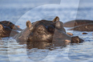 Hippo (Hippopotamus amphibius), Chobe river, Botswana