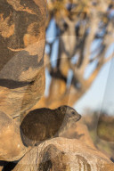 Rock hyrax (Procavia capensis), Quiver Tree Forest, Keetmanshoop, Namibia,