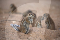 Ground squirrels (Xerus inauris) at den, Kgalagadi Transfrontier Park, Northern Cape, South Africa