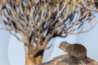 Rock hyrax (Procavia capensis), Quiver Tree Forest, Keetmanshoop, Namibia,