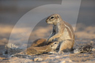 Ground squirrels (Xerus inauris) suckling, Kgalagadi Transfrontier Park, Northern Cape, South Africa