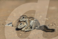 Ground squirrels (Xerus inauris), Kgalagadi Transfrontier Park, Northern Cape, South Africa