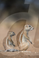 Ground squirrels (Xerus inauris), Kgalagadi Transfrontier Park, Northern Cape, South Africa