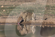 Cheetah (Acinonyx jubatus) drinking, Kgalagadi transfrontier park, South Africa
