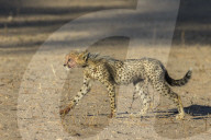 Cheetah (Acinonyx jubatus) cub, Kgalagadi transfrontier park, South Africa, January 2018