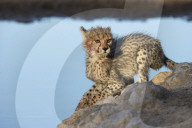Cheetah (Acinonyx jubatus) cub, Kgalagadi transfrontier park, South Africa