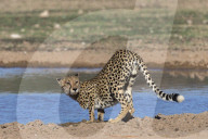 Cheetah (Acinonyx jubatus) at water, Kgalagadi transfrontier park, South Africa