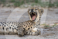 Cheetah (Acinonyx jubatus) yawning, Kgalagadi transfrontier park, South Africa