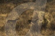 Cheetah (Acinonyx jubatus), Kgalagadi transfrontier park, South Africa