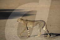 Cheetah (Acinonyx jubatus), Kgalagadi transfrontier park, South Africa