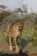 Cheetah (Acinonyx jubatus) female, Zimanga private game reserve, KwaZulu-Natal, South Africa