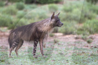 Brown hyaena (Hyaena brunnea), Kgalagadi transfrontier park, Northern Cape, South Africa