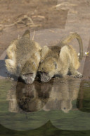 Chacma baboons (Papio ursinus griseipes) drinking, Chobe national park, Botswana