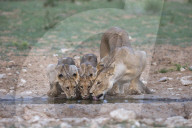 Lions (Panthera leo) drinking, Kgalagadi Transfrontier Park, South Africa,
