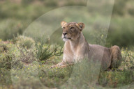 Lioness (Panthera leo) watching prey, Kgalagadi Transfrontier Park, South Africa