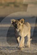 Lion (Panthera leo) cub, Kgalagadi Transfrontier Park, South Africa,