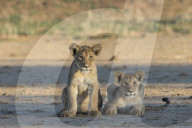 Lion (Panthera leo) cubs, Kgalagadi Transfrontier Park, South Africa,