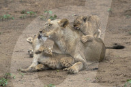 Lioness (Panthera leo) playing and bonding with cubs, Zimanga private game reserve, KwaZulu-Natal, South Africa