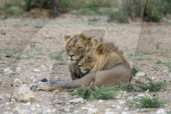 Lion (Panthera leo) brothers, Kgalagadi Transfrontier Park, South Africa,