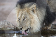 Lion (Panthera leo) male drinking, Kgalagadi Transfrontier Park, South Africa