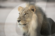Lion (Panthera leo) male, Kgalagadi Transfrontier Park, South Africa