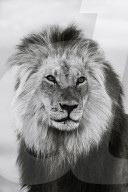 Lion (Panthera leo) male in monochrome, Kgalagadi Transfrontier Park, South Africa
