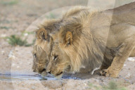 Lion (Panthera leo) males drinking, Kgalagadi Transfrontier Park, South Africa