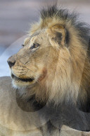 Lion (Panthera leo) male, Kgalagadi Transfrontier Park, South Africa,