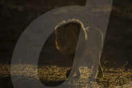 Lion (Panthera leo) male, Kgalagadi Transfrontier Park, South Africa,
