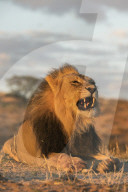Lion (Panthera leo) male, Kgalagadi Transfrontier Park, South Africa,