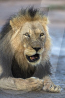 Lion (Panthera leo) male, Kgalagadi Transfrontier Park, South Africa,