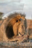 Lion (Panthera leo) male grooming, Kgalagadi Transfrontier Park, South Africa