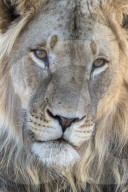 Lion (Panthera leo) male, Kgalagadi Transfrontier Park, South Africa,
