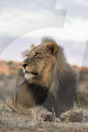 Lion (Panthera leo) male, Kgalagadi Transfrontier Park, South Africa,
